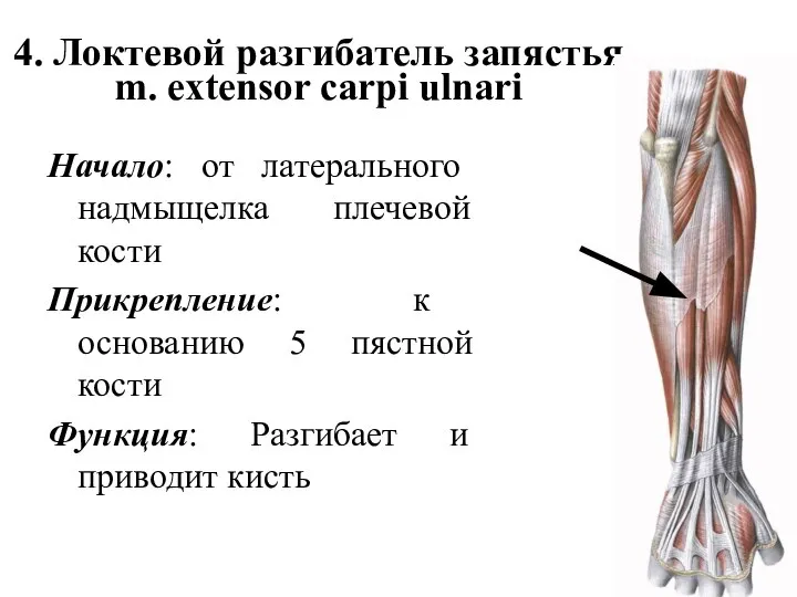 4. Локтевой разгибатель запястья m. extensor carpi ulnari Начало: от латерального