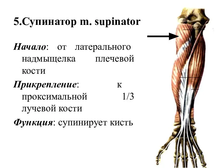 5.Супинатор m. supinator Начало: от латерального надмыщелка плечевой кости Прикрепление: к