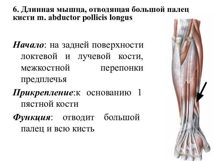 6. Длинная мышца, отводящая большой палец кисти m. abductor pollicis longus