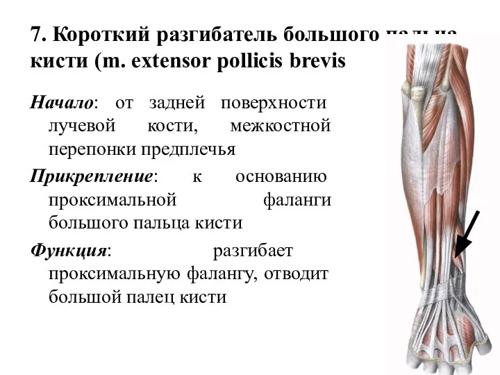 7. Короткий разгибатель большого пальца кисти (m. extensor pollicis brevis Начало: