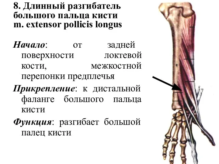 8. Длинный разгибатель большого пальца кисти m. extensor pollicis longus Начало: