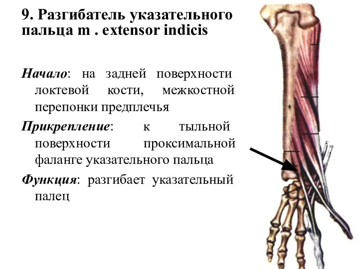 9. Разгибатель указательного пальца m . extensor indicis Начало: на задней