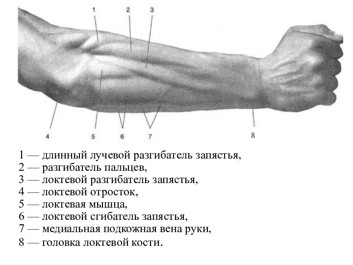 1 — длинный лучевой разгибатель запястья, 2 — разгибатель пальцев, 3