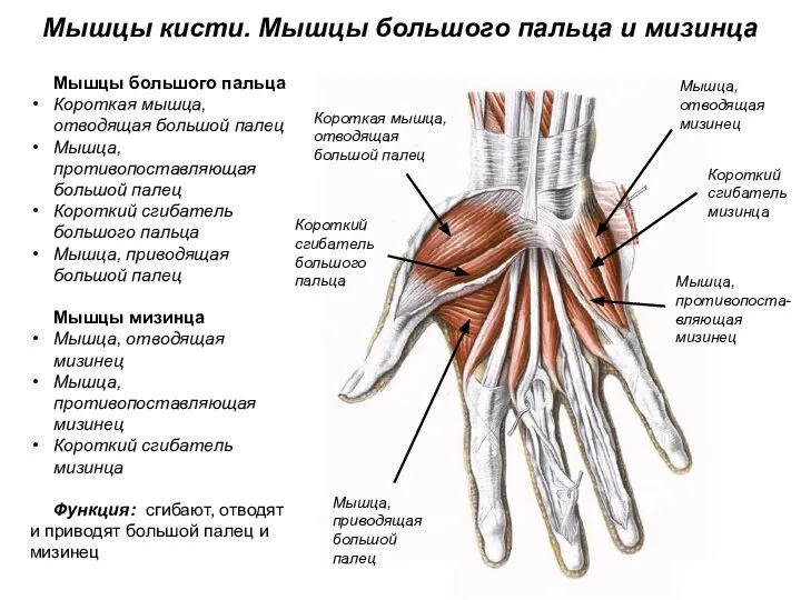 Мышцы кисти. Мышцы большого пальца и мизинца Мышцы большого пальца Короткая