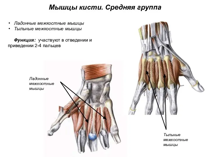 Мышцы кисти. Средняя группа Ладонные межкостные мышцы Тыльные межкостные мышцы Функция: