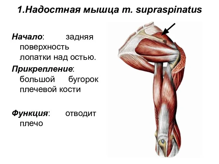 1.Надостная мышца m. supraspinatus Начало: задняя поверхность лопатки над остью. Прикрепление: