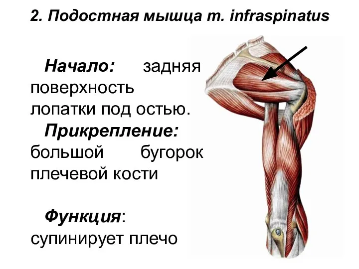 2. Подостная мышца m. infraspinatus Начало: задняя поверхность лопатки под остью.