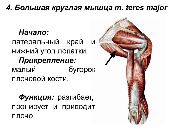 4. Большая круглая мышца m. teres major Начало: латеральный край и