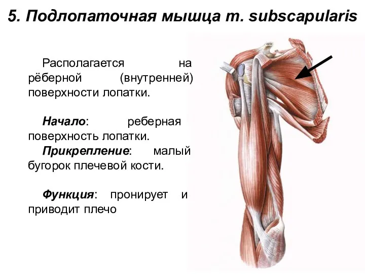 5. Подлопаточная мышца m. subscapularis Располагается на рёберной (внутренней) поверхности лопатки.