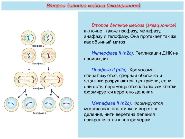 Второе деление мейоза (эквационное) включает также профазу, метафазу, анафазу и телофазу.