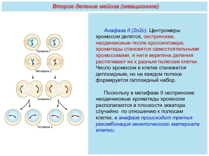 Анафаза II (2n2с). Центромеры хромосом делятся, сестринские, неодинаковые после кроссинговера, хроматиды