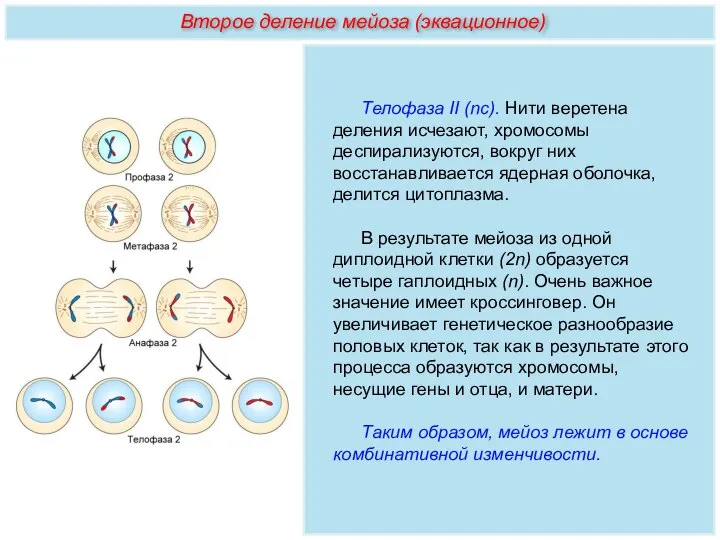 Телофаза II (nс). Нити веретена деления исчезают, хромосомы деспирализуются, вокруг них