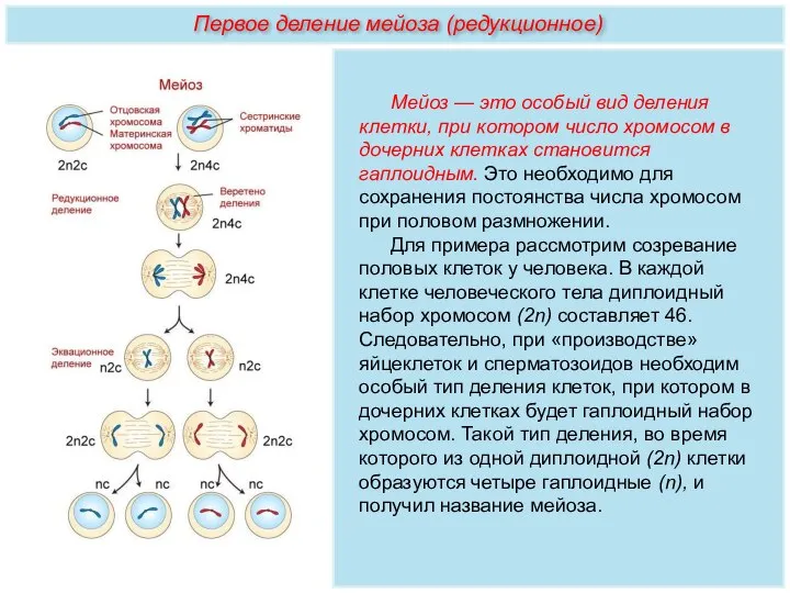 Мейоз — это особый вид деления клетки, при котором число хромосом