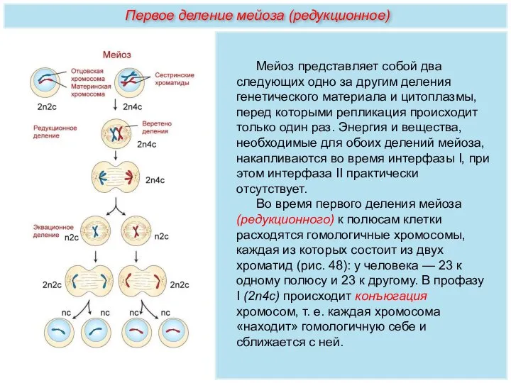 Мейоз представляет собой два следующих одно за другим деления генетического материала