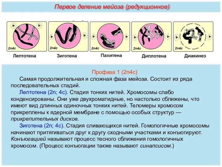 Профаза 1 (2n4с) Самая продолжительная и сложная фаза мейоза. Состоит из