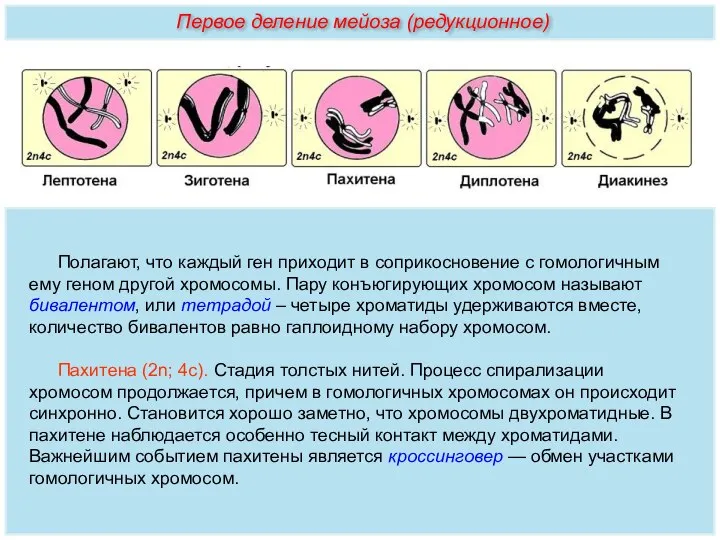 Полагают, что каждый ген приходит в соприкосновение с гомологичным ему геном