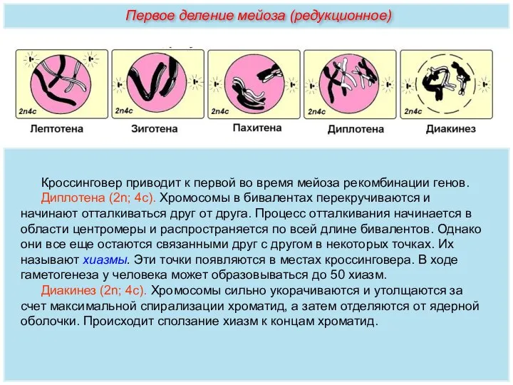 Кроссинговер приводит к первой во время мейоза рекомбинации генов. Диплотена (2n;