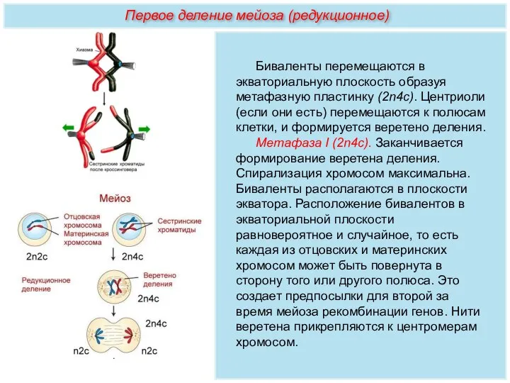 Биваленты перемещаются в экваториальную плоскость образуя метафазную пластинку (2n4c). Центриоли (если