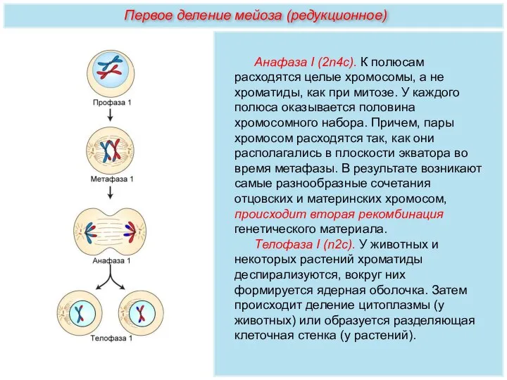 Анафаза I (2n4с). К полюсам расходятся целые хромосомы, а не хроматиды,