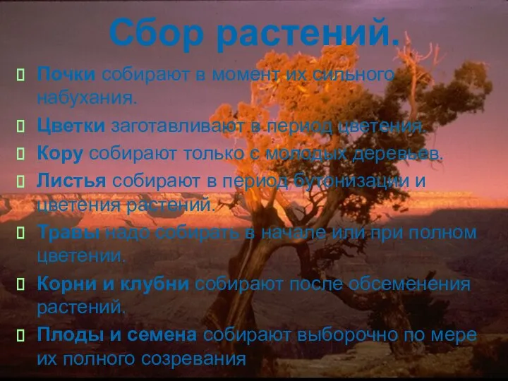 Сбор растений. Почки собирают в момент их сильного набухания. Цветки заготавливают