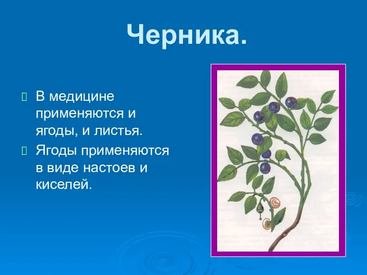 Черника. В медицине применяются и ягоды, и листья. Ягоды применяются в виде настоев и киселей.