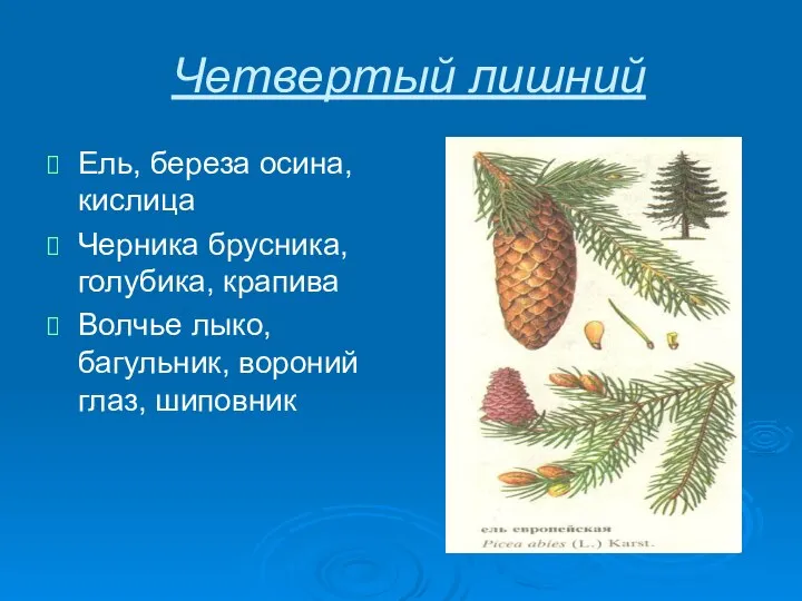 Четвертый лишний Ель, береза осина, кислица Черника брусника, голубика, крапива Волчье лыко, багульник, вороний глаз, шиповник