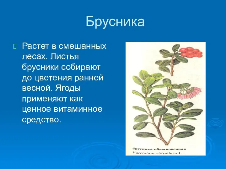 Брусника Растет в смешанных лесах. Листья брусники собирают до цветения ранней