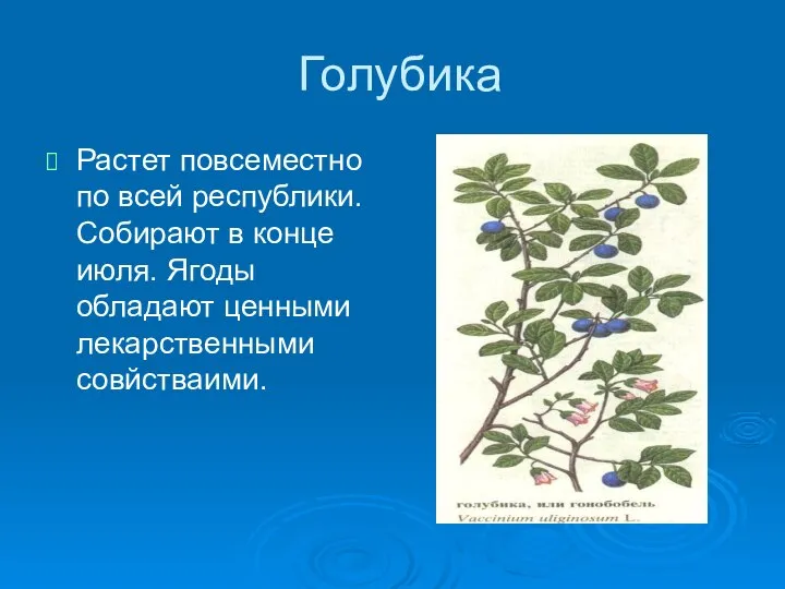 Голубика Растет повсеместно по всей республики. Собирают в конце июля. Ягоды обладают ценными лекарственными совйстваими.