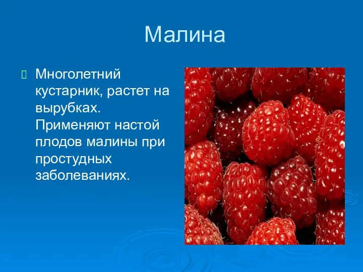 Малина Многолетний кустарник, растет на вырубках. Применяют настой плодов малины при простудных заболеваниях.