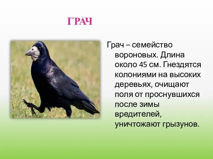 ГРАЧ Грач – семейство вороновых. Длина около 45 см. Гнездятся колониями