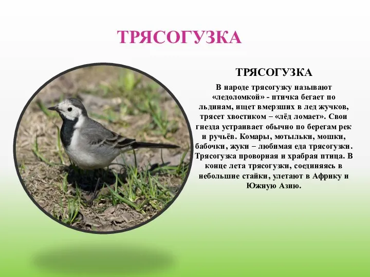 ТРЯСОГУЗКА ТРЯСОГУЗКА В народе трясогузку называют «ледоломкой» - птичка бегает по