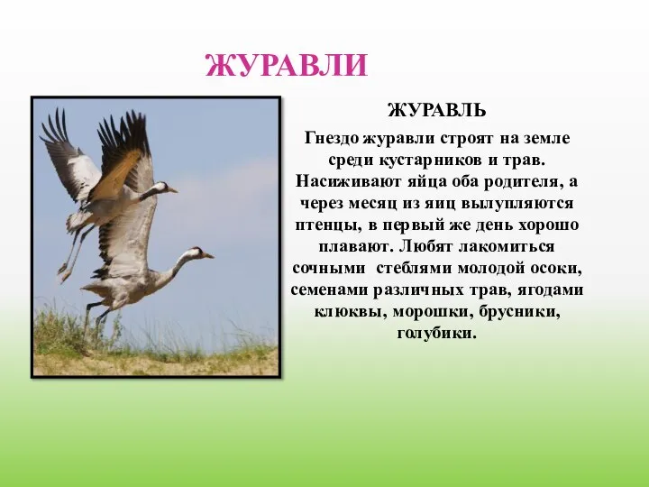 ЖУРАВЛИ ЖУРАВЛЬ Гнездо журавли строят на земле среди кустарников и трав.