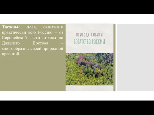 Таежные леса, охватывая практически всю Россию – от Европейской части страны