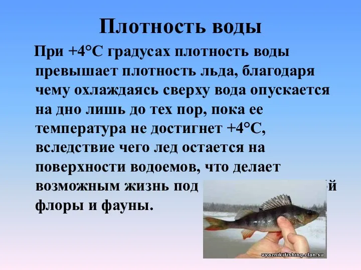 Плотность воды При +4°С градусах плотность воды превышает плотность льда, благодаря