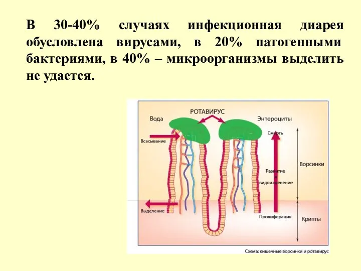 В 30-40% случаях инфекционная диарея обусловлена вирусами, в 20% патогенными бактериями,