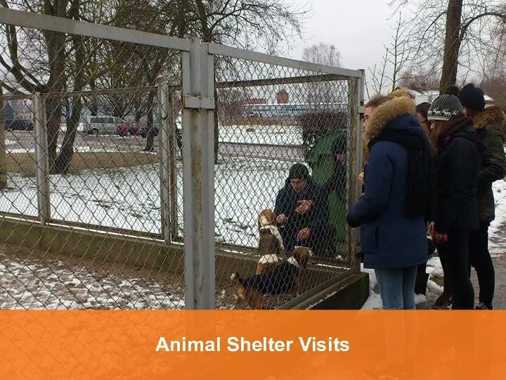 Animal Shelter Visits