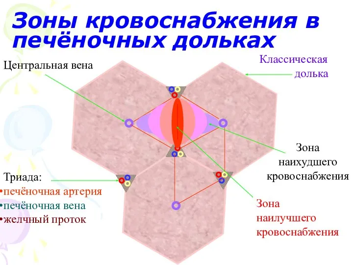 Зоны кровоснабжения в печёночных дольках Центральная вена Триада: печёночная артерия печёночная