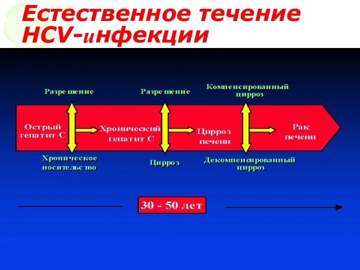 Естественное течение HCV-инфекции