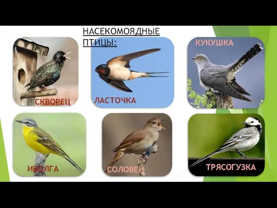 СКВОРЕЦ ЛАСТОЧКА КУКУШКА ТРЯСОГУЗКА СОЛОВЕЙ ИВОЛГА НАСЕКОМОЯДНЫЕ ПТИЦЫ: