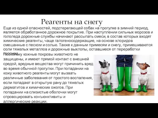 Реагенты на снегу Еще из одной опасностей, подстерегающей собак на прогулке