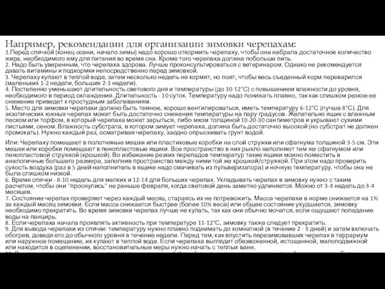 Например, рекомендации для организации зимовки черепахам: 1.Перед спячкой (конец осени, начало