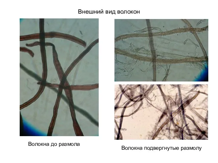Внешний вид волокон Волокна до размола Волокна подвергнутые размолу