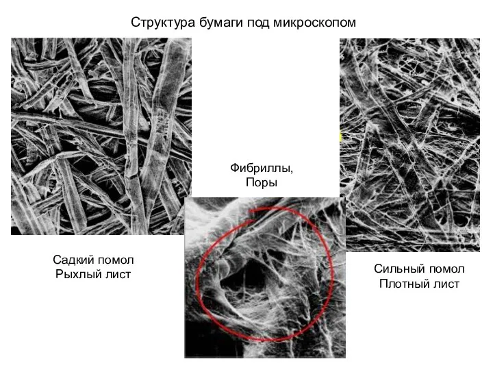 Структура бумаги под микроскопом Садкий помол Рыхлый лист Сильный помол Плотный лист Фибриллы, Поры