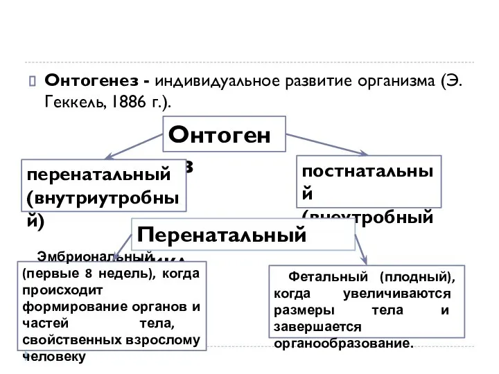 Онтогенез - индивидуальное развитие организма (Э. Геккель, 1886 г.). Онтогенез перенатальный