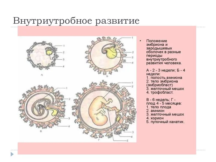 Внутриутробное развитие