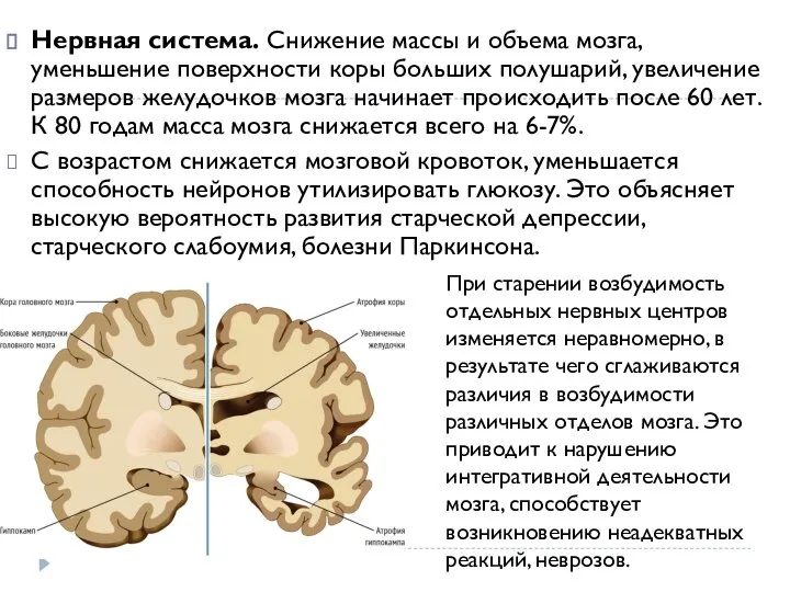 Нервная система. Снижение массы и объема мозга, уменьшение поверхности коры больших