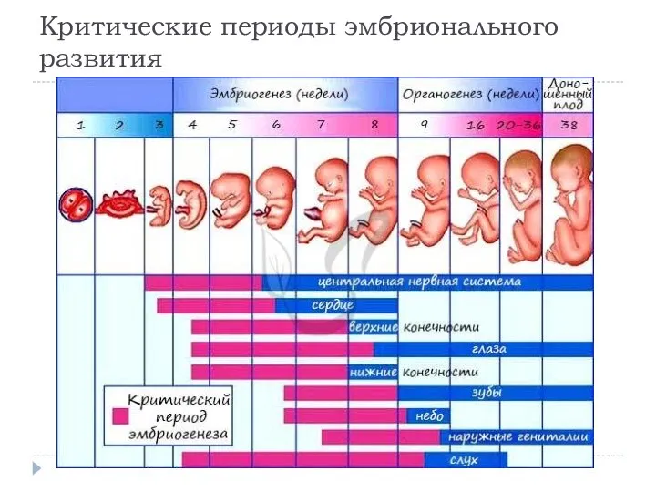 Критические периоды эмбрионального развития