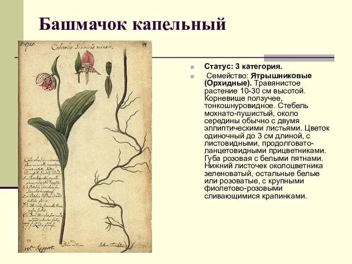 Башмачок капельный Статус: 3 категория. Семейство: Ятрышниковые (Орхидные). Травянистое растение 10-30