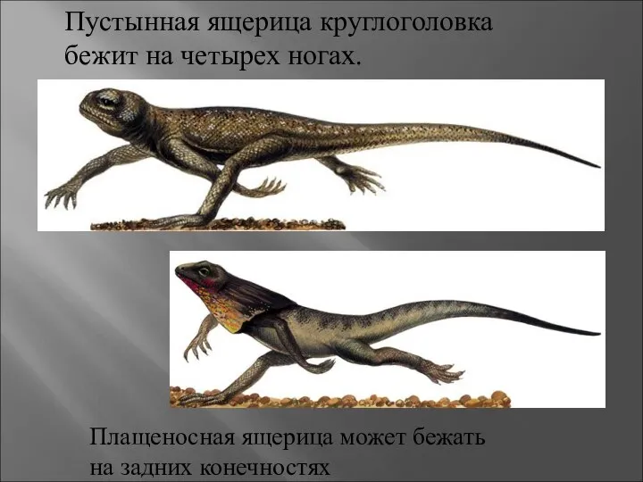 Пустынная ящерица круглоголовка бежит на четырех ногах. Плащеносная ящерица может бежать на задних конечностях