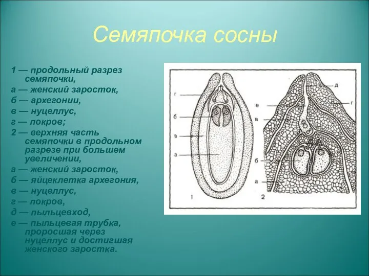 Семяпочка сосны 1 — продольный разрез семяпочки, а — женский заросток,